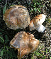 Hebeloma sinapizans .